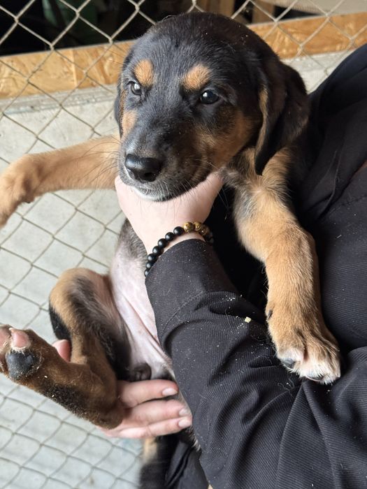 Щенки в добрые руки