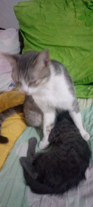 Пропала кошечка в