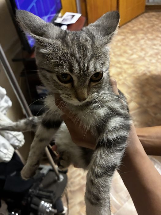 Котенок в добрые руки