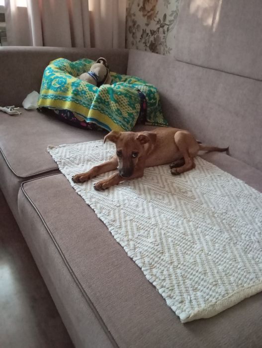 Пинчер щенок 3,5 м