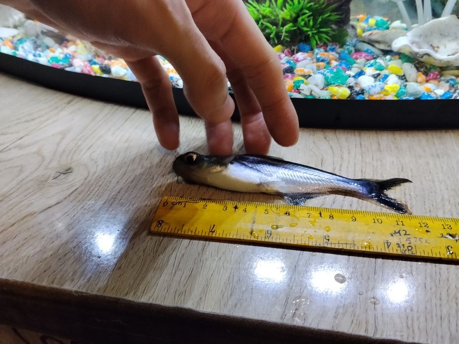 Акула пангасинус мирный