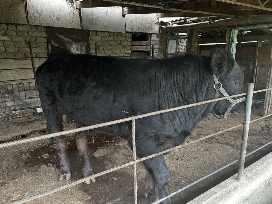 Продам бычка на племя