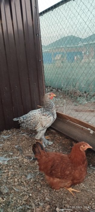 Продам молодых  петушков