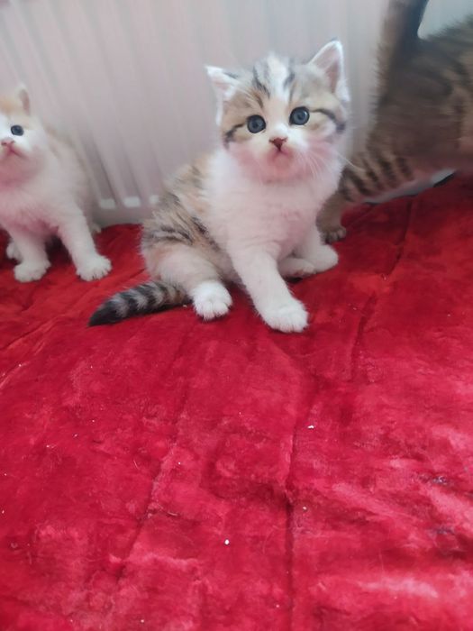 Папа Шотландский вислоухий фолд 
Мама Британский страйт