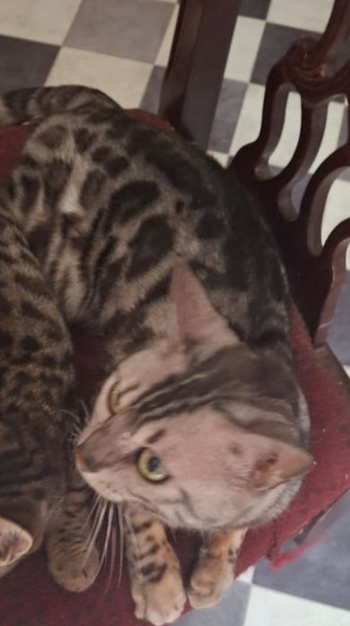 Продам Бенгальского кота (серебро)