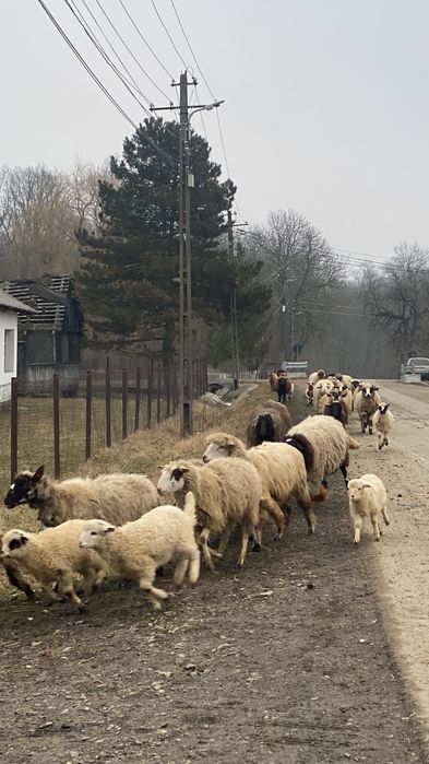 Vând oi și capre Suceava