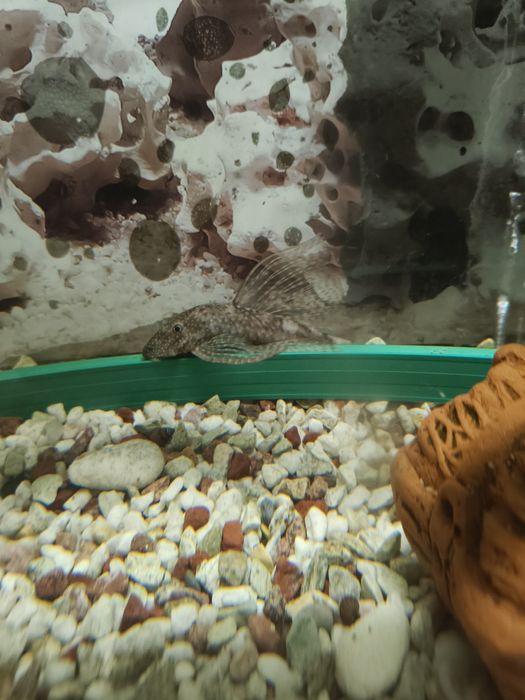 Продавам чифт воални анцитруси