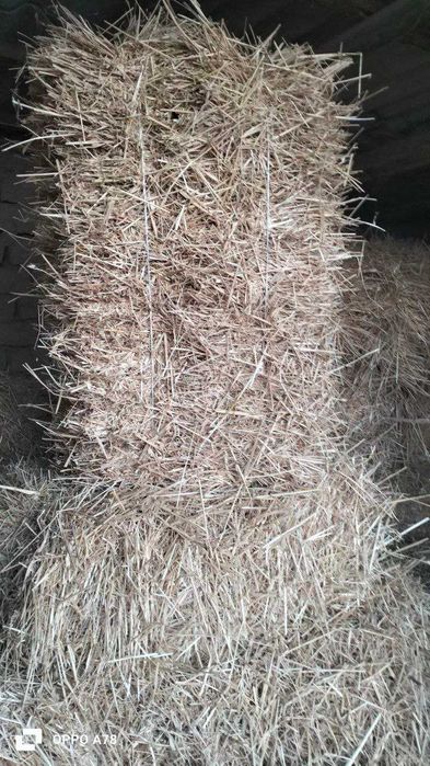 Буғдой сомон прес сотилади 80-90 смли.