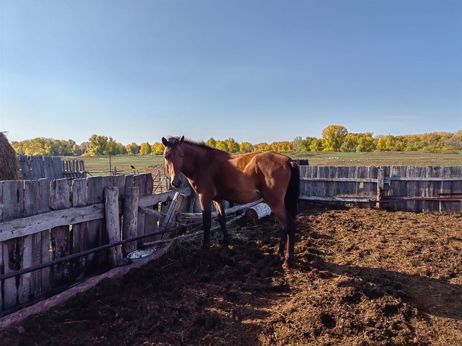 Продам Жеребца 2.5 года