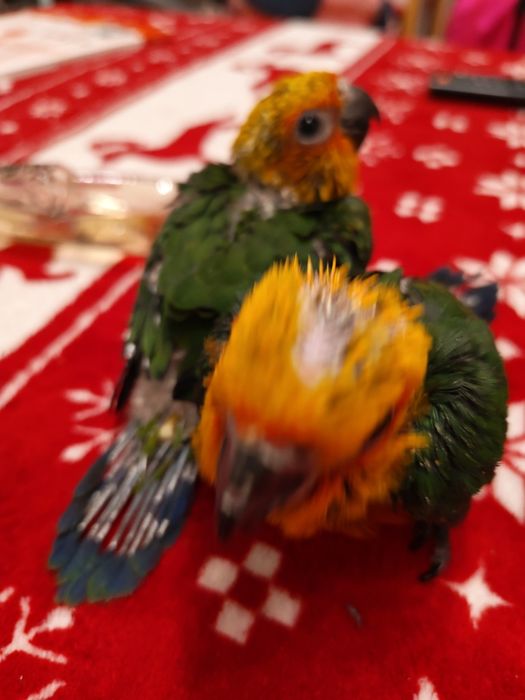 Papagal Pui Aratinga Jendaya (Jenday Conure) – Inelați, Blânzi / Crescuți la Mână