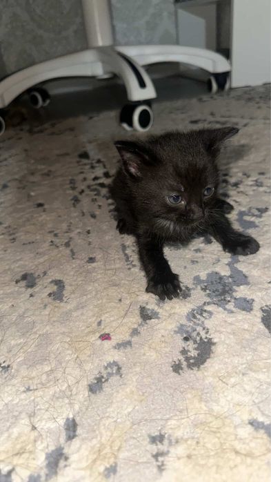 Маленькие котята