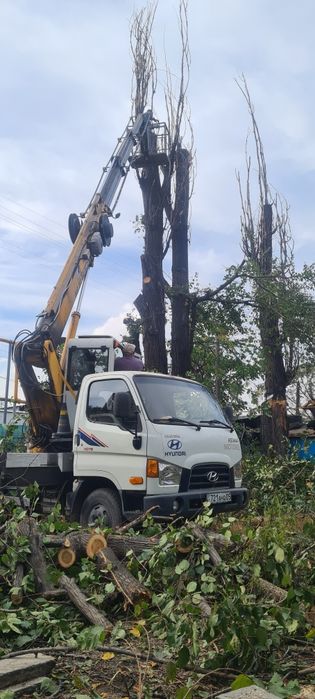 Спил деревьев обрезка плодовых