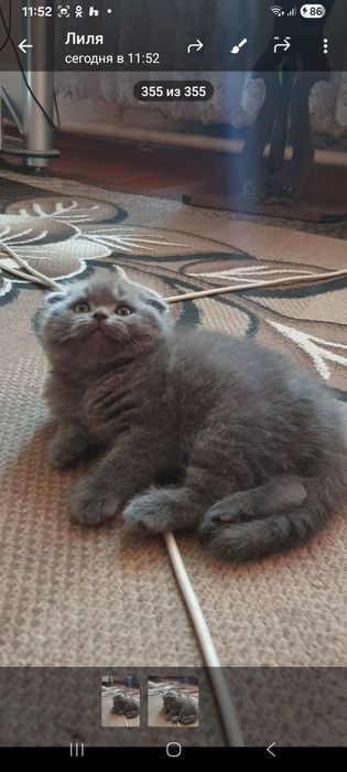 Продаётся классный мальчик фолд