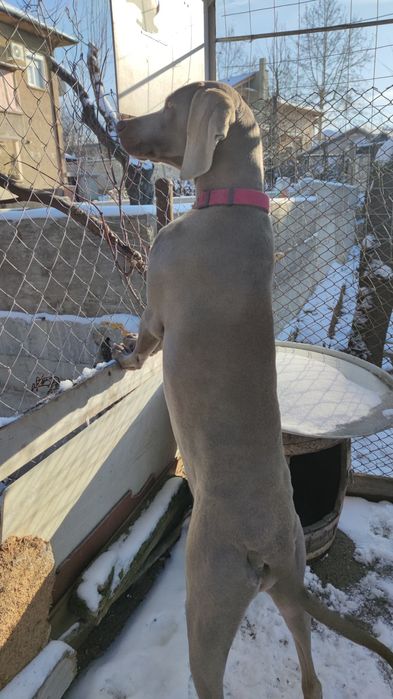 Ваймаранери с родословие