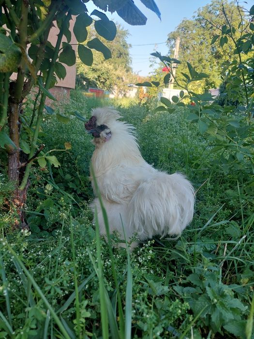 Cocoș Mătase Japoneză (Silkie) rasă pură, 1 an