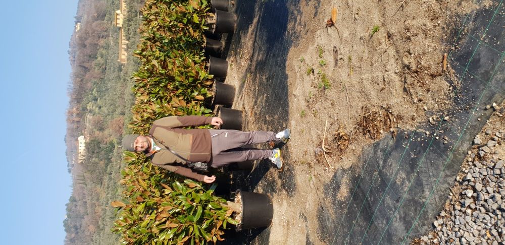 Vindem magnolie grandiflora si palmieri care rezistă la îngheț