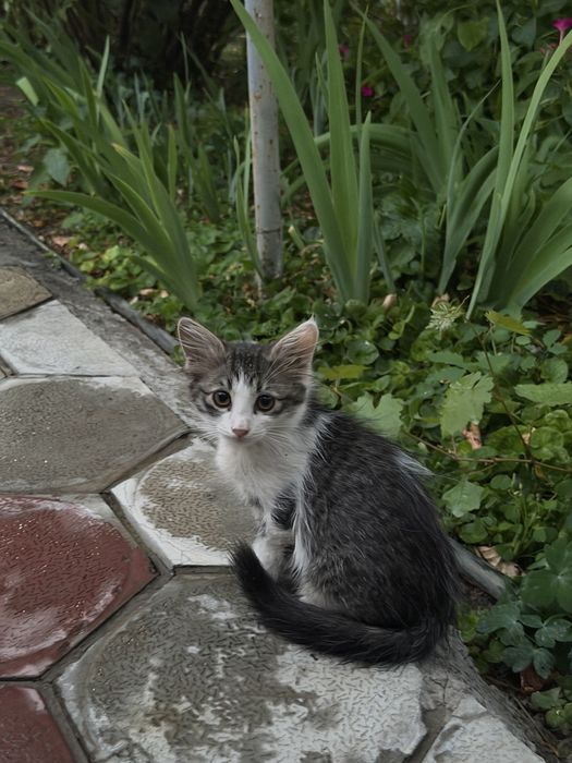 Котята в хорошие руки