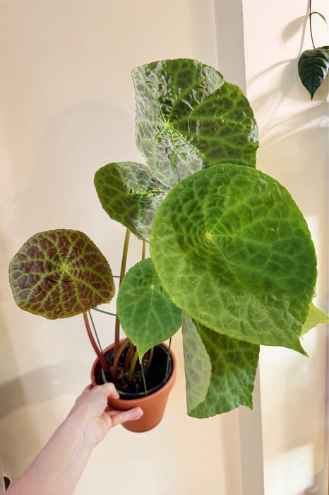 Бегонии, хлорофитум