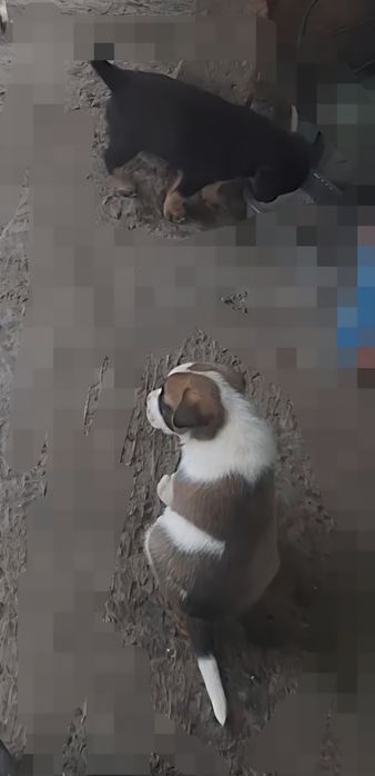 Отдам щенка даром.