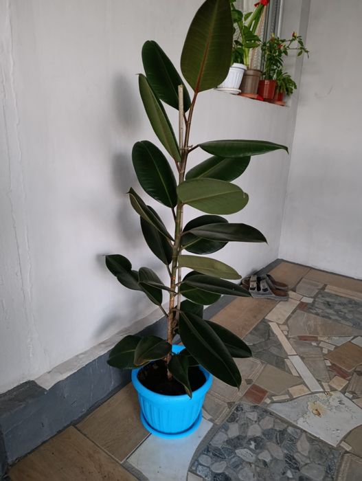 Каучуконосный фикус