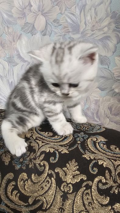 Британские котята с документами