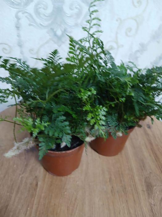 Комнатные растения