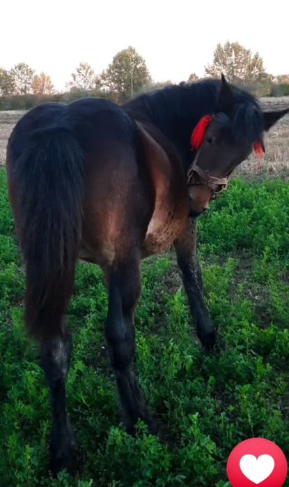 ‼️Vând mânză semigrea (7 luni face pe 19 decembrie)‼️