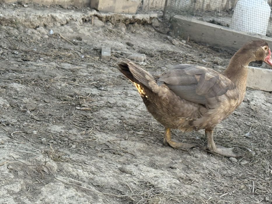 Утки индоутки большие
