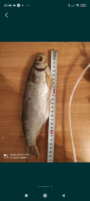 Рыбец сатылады свежый