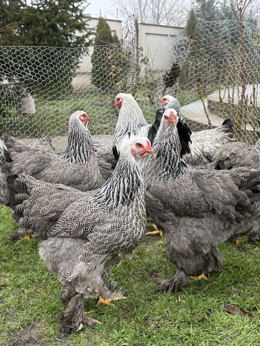 Oua brahma de incubat