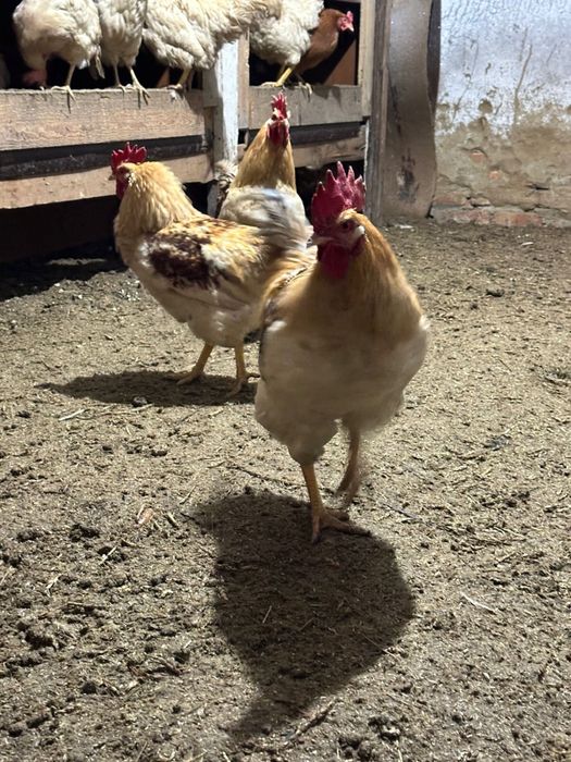 Продам петухов , летом будет год.