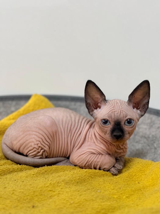 Sphynx  Sphinx Sfinx