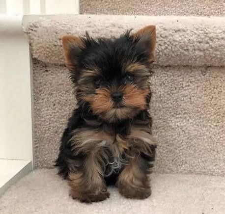 Asigur transport !!! Pui Yorkshire Terrier mascul mini toy !!!