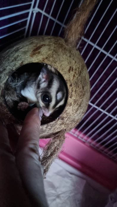 Veverițe zburătoare sugar glider