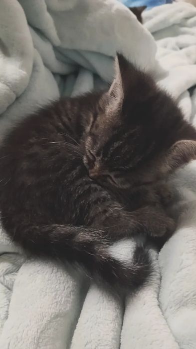 Котята просятся в добрые руки. Актобе