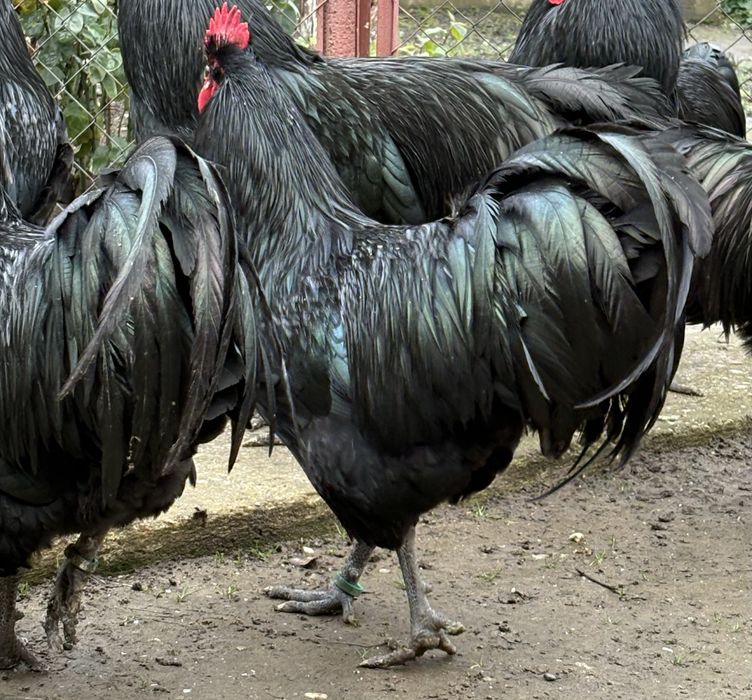 Cocosi australorp negru