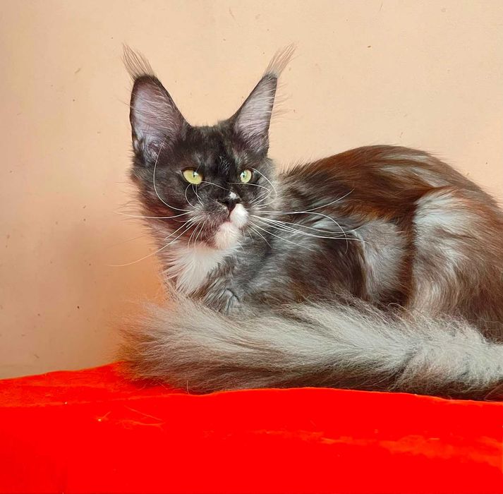 Maine Coon Femelă | BREED ONLY – Pentru un Program de Reproducere Serios