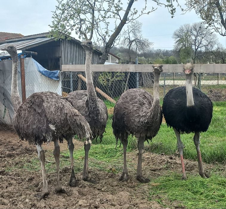 Vând familie struți
