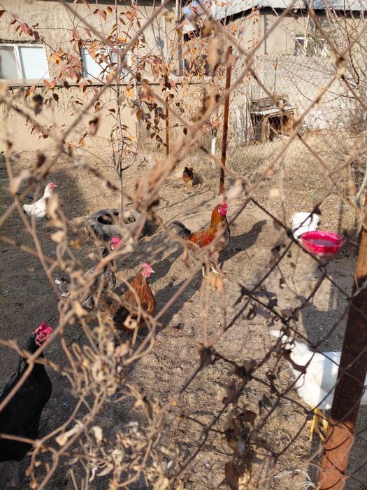 қораз сатылады тез арада