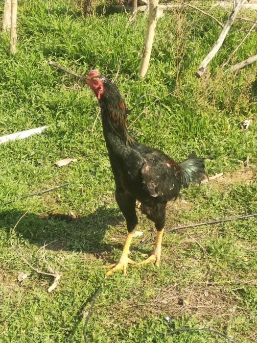 Boboqi xoroz tovuqlar sotiladi