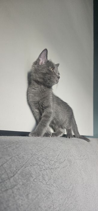 Котёнок породы Русская голубая ищет любящую семью (бесплатно)