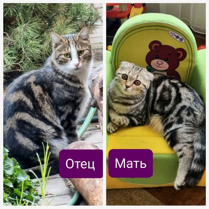 Котятки шотландской вислоухой