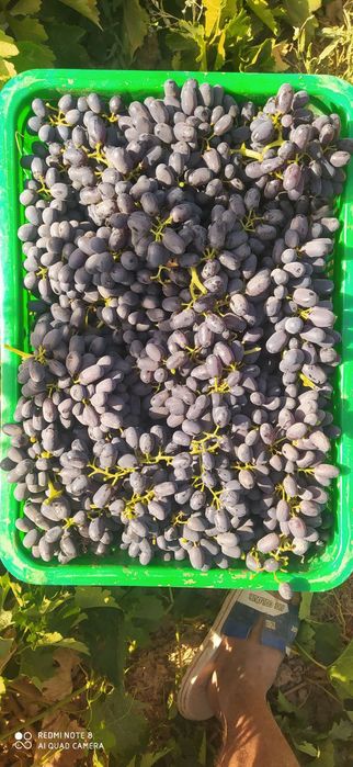 Oq chop qora kishmish