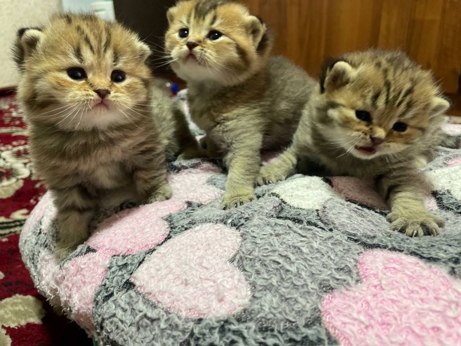 Premium sifatli mushuklar, Scottish fold va Britan