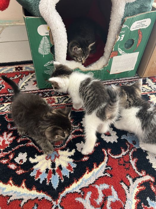 Милые игривые Котята