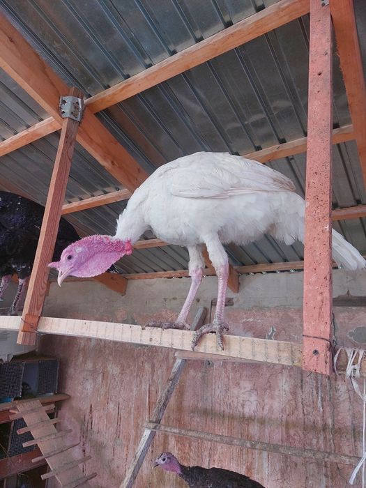 Индюк молодой самец