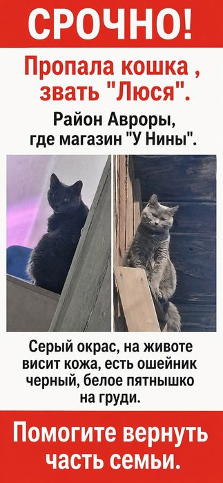 Потерялась кошка