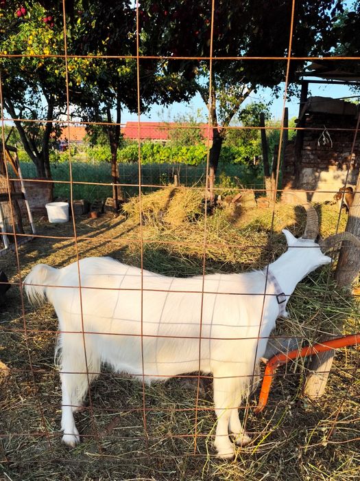 Vând urgent 2 capre cu lapte și 2 iedute
