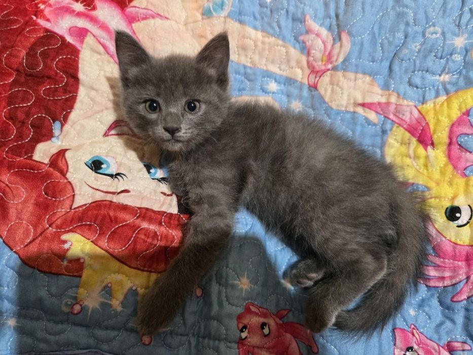 Отдам котят в добрые руки