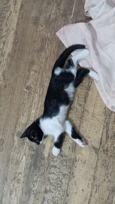 Срочно Отдам котёнка в добрые руки